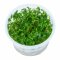 Flusshahnenfuss - Ranunculus inundatus InVitro von Tropica