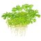 Flusshahnenfuss - Ranunculus inundatus InVitro von Tropica