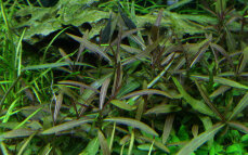 Hygrophila lancea "Araguaia" Laborpflanze von Tropica