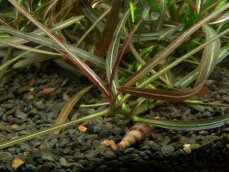 Hygrophila lancea "Araguaia" Laborpflanze von Tropica