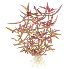 Hygrophila lancea "Araguaia" Laborpflanze von Tropica