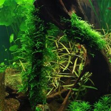 Stachelmoos Taxiphyllum spec. "Spiky", Spiky-Moos, Tropica