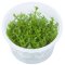 Gratiola viscidula - Klebriges Gnadenkraut Tropica