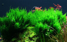Taxiphyllum "Flame" - Flammenmoos Laborpflanze InVitro