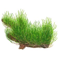 Taxiphyllum "Flame" - Flammenmoos Laborpflanze InVitro
