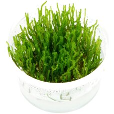 Taxiphyllum "Flame" - Flammenmoos Laborpflanze InVitro