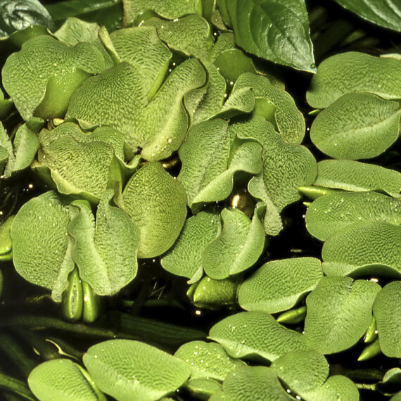 Salvinia minima - Kleinohriger Schwimmfarn Laborpflanze