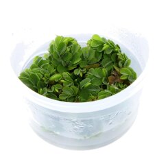 Salvinia minima - Kleinohriger Schwimmfarn Laborpflanze