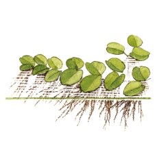 Salvinia minima - Kleinohriger Schwimmfarn Laborpflanze