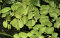 Salvinia minima - Kleinohriger Schwimmfarn Laborpflanze