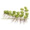 Salvinia minima - Kleinohriger Schwimmfarn Laborpflanze