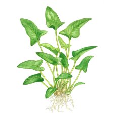 Anubias gracilis - Dreieckiges Speerblatt