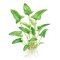 Anubias gracilis - Dreieckiges Speerblatt