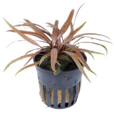 Cryptocoryne albida "Brown" - Weißlicher...