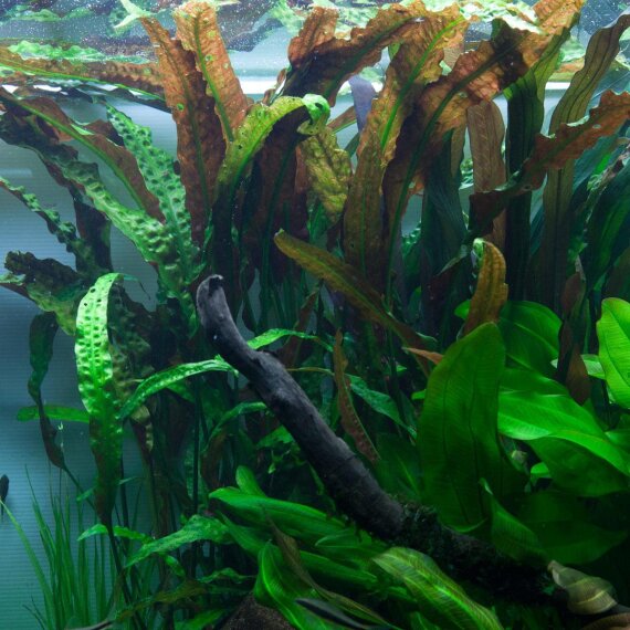 Usteris Wasserkelch - Cryptocoryne usteriana, große Hintergrundpflanze