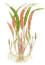 Usteris Wasserkelch - Cryptocoryne usteriana, große...