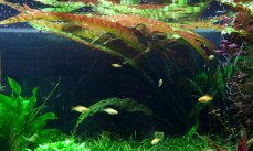 Usteris Wasserkelch - Cryptocoryne usteriana, große Hintergrundpflanze