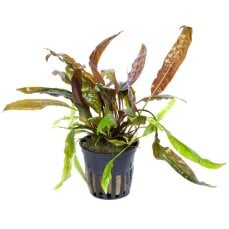 Usteris Wasserkelch - Cryptocoryne usteriana, große Hintergrundpflanze