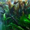 Usteris Wasserkelch - Cryptocoryne usteriana, große Hintergrundpflanze