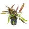 Usteris Wasserkelch - Cryptocoryne usteriana, große Hintergrundpflanze