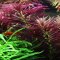 Limnophila hippuridoides - Tannenwedelähnlicher Sumpffreund Tropica