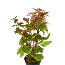 Kleines Papageienblatt - Alternanthera reineckii,...