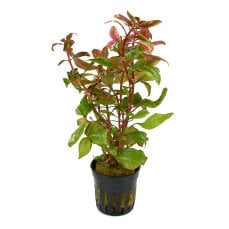 Kleines Papageienblatt - Alternanthera reineckii,...