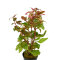 Kleines Papageienblatt - Alternanthera reineckii, farbenfrohe Stängelpflanzen