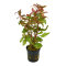 Kleines Papageienblatt - Alternanthera reineckii, farbenfrohe Stängelpflanzen