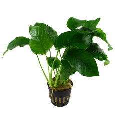 Anubias barteri var. barteri - Barters Speerblatt,...