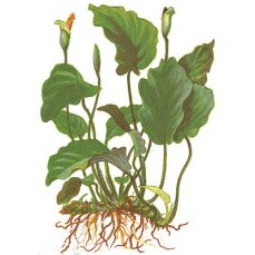 Anubias barteri var. barteri - Barters Speerblatt, pflegeleichte Aufsitzerpflanze