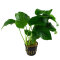 Anubias barteri var. barteri - Barters Speerblatt, pflegeleichte Aufsitzerpflanze