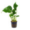 Anubias barteri var. barteri - Barters Speerblatt, pflegeleichte Aufsitzerpflanze