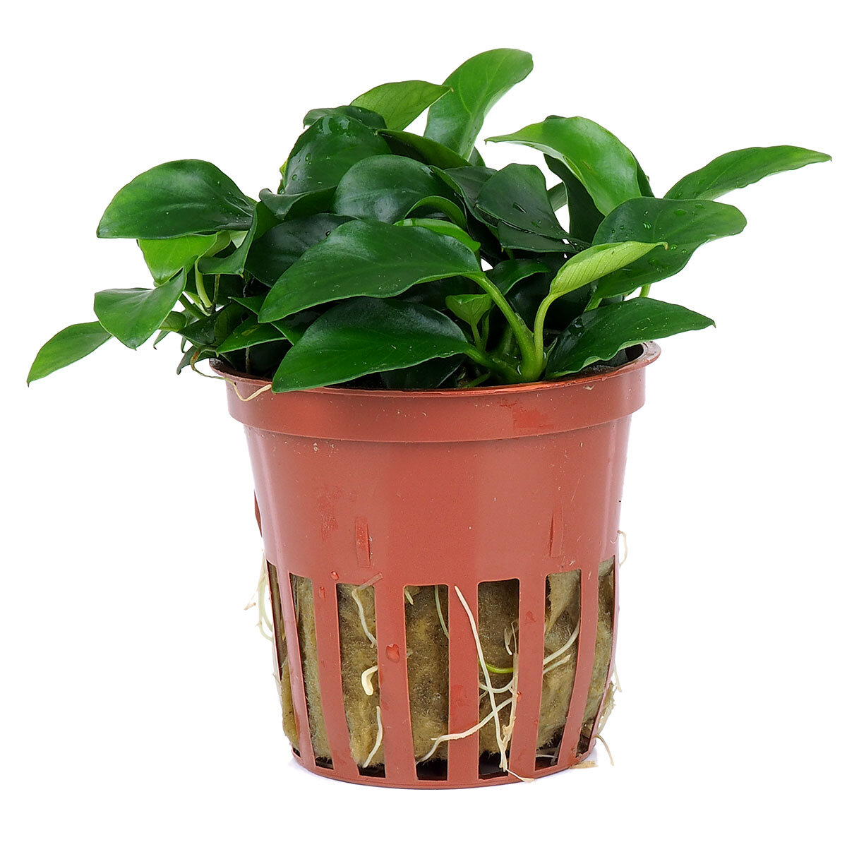 Anubias barteri var. nana 'petite‘ Planze 101H im Topf