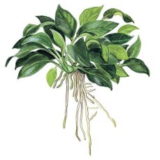 Anubias barteri var. nana petite‘ 101H Topf