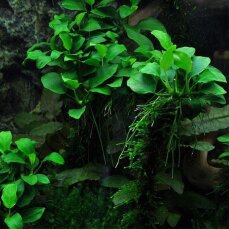 Anubias barteri var. nana petite‘ 101H Topf