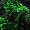Anubias barteri var. nana petite‘ 101H Topf