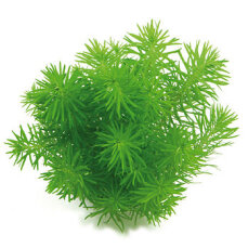 Indisches Sternkraut - Pogostemon deccanensis von Dennerle