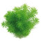 Indisches Sternkraut - Pogostemon deccanensis von Dennerle