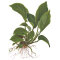 Anubias barteri var. caladiifolia Typ 1705 breitblättrige Anubiassorte