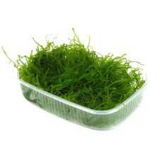Javamoos - Taxiphyllum barbieri Aquarienmoos Portionsdose