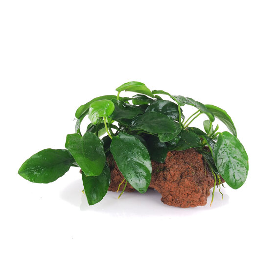 Anubias barteri var. nana auf Lavastein - small 101 YLS