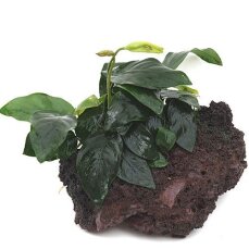 Anubias barteri var. nana auf Lavastein - small 101 YLS