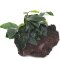 Anubias barteri var. nana auf Lavastein - small 101 YLS