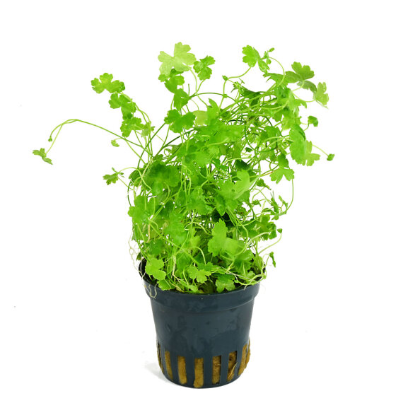 Hydrocotyle mit kleeblattähnlichen Blättern