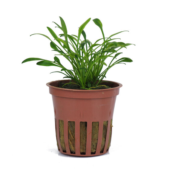 Tropica Cryptocoryne parva - Wasserkelch