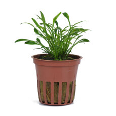 Tropica Cryptocoryne parva - Wasserkelch