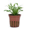 Tropica Cryptocoryne parva - Wasserkelch