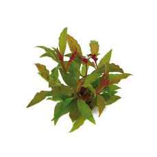 Rotes Papageienblatt Alternanthera reineckii ROT getopft