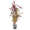 Rotes Papageienblatt Alternanthera reineckii ROT getopft
